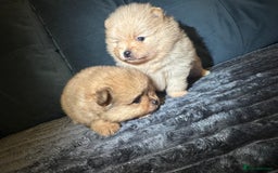 Pomeranian dogs for sale: Pedigree Pomeranian puppies for sale - Advert 9