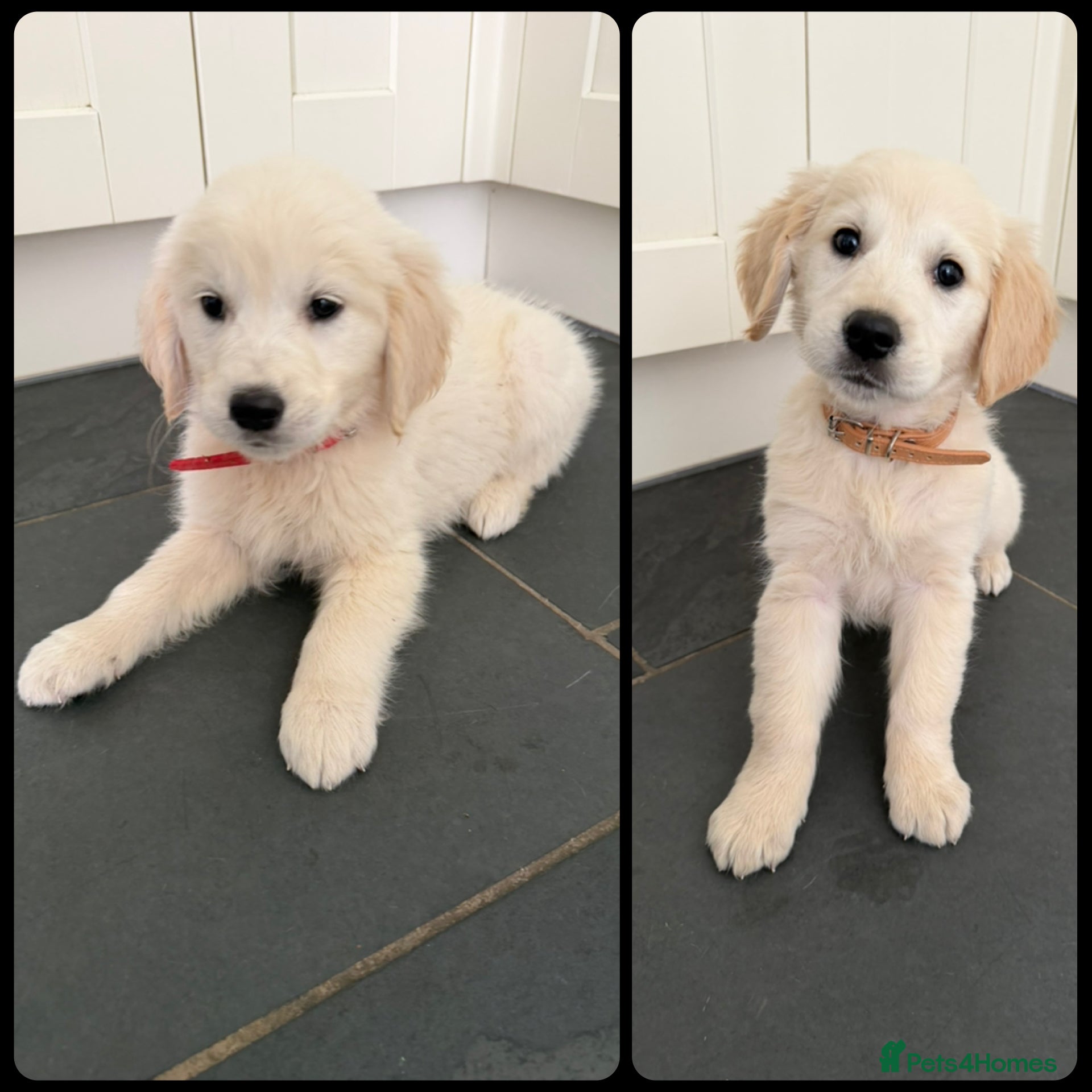 Golden Retriever dogs KC Registered Golden Retriever puppies  - Advert 1