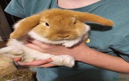 Mini Lop rabbits for sale: Mini lop  - Image 2