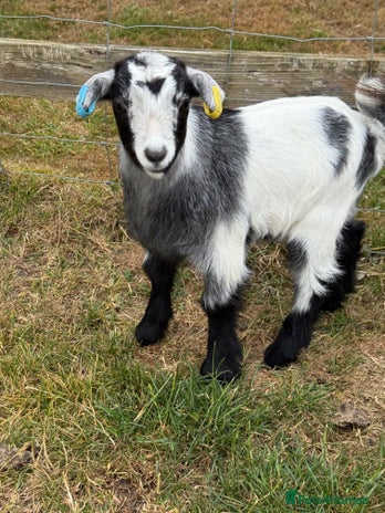 Goats livestock - Advert 14