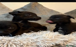 Patterdale Terrier dogs for sale: Patterdale pups for sale  - Image 6