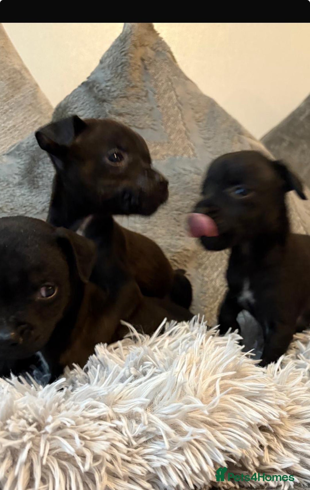 Patterdale Terrier dogs for sale: Patterdale pups for sale  - Image 6