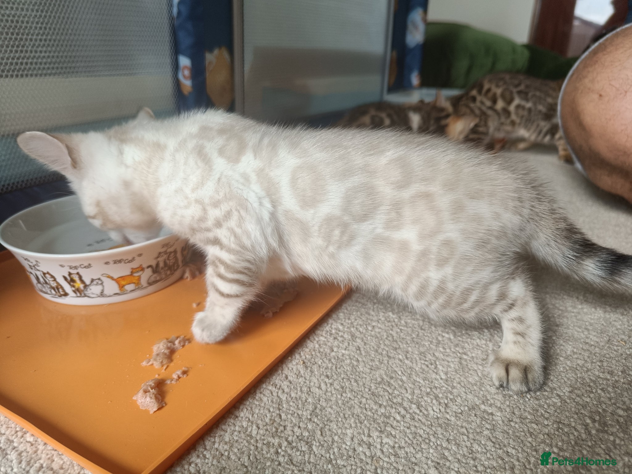 Bengal cats for sale: Absolutely beautiful pedigree bengal kittens - Advert 21