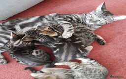 Savannah cats for sale: F5 Full Pedigree Tica Registered Girl Kitten - Image 16