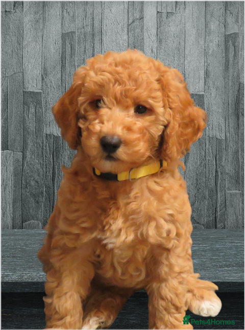 Cockapoo dogs Beautiful DNA Health tested Cockapoos - Advert 1