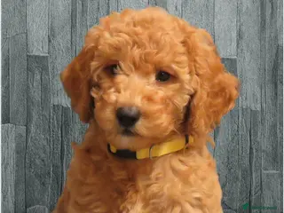 Cockapoo dogs Beautiful DNA Health tested Cockapoos - Advert 1