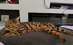 Bengal cats for sale: Stunning Bengal Cat-Playful,Affectionate - Advert 3