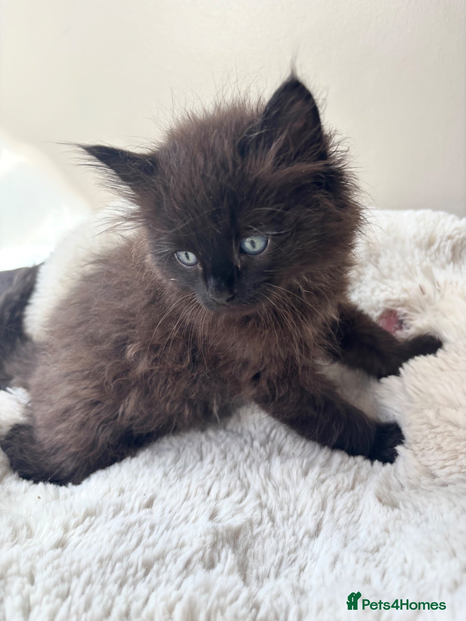 Mixed Breed cats Mixed Ragdoll kittens - Advert 18
