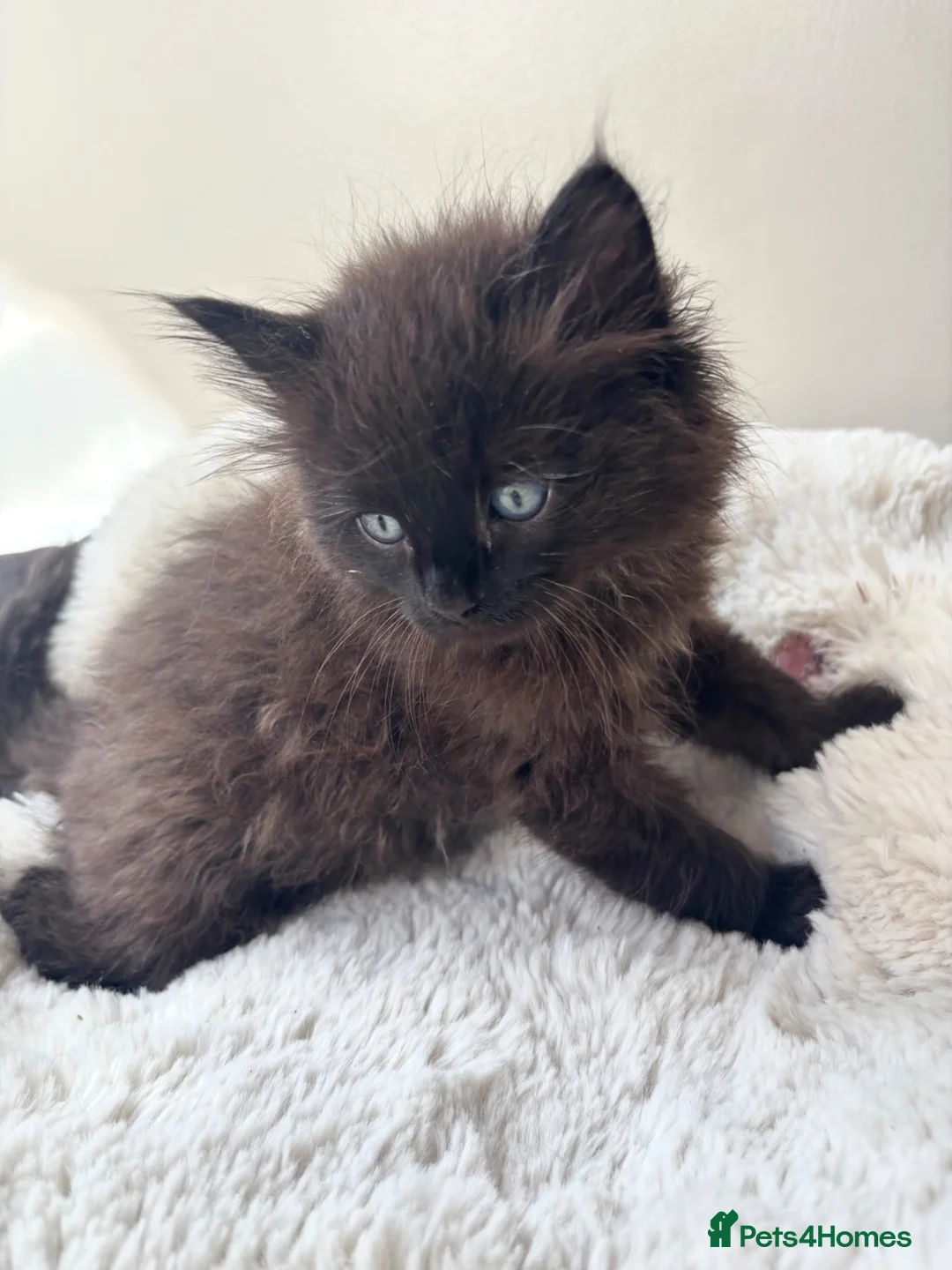 Mixed Breed cats for sale: Mixed Ragdoll kittens - Advert 1