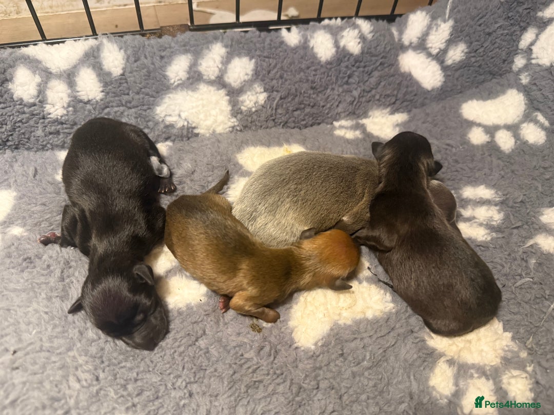Italian Greyhound dogs for sale: KC Italian Greyhound Puppies  - Advert 5