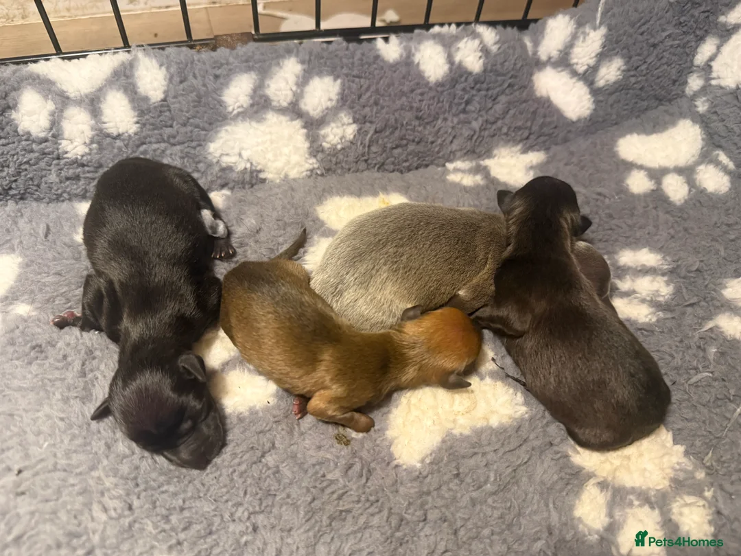 Italian Greyhound dogs for sale: KC Italian Greyhound Puppies  - Advert 7