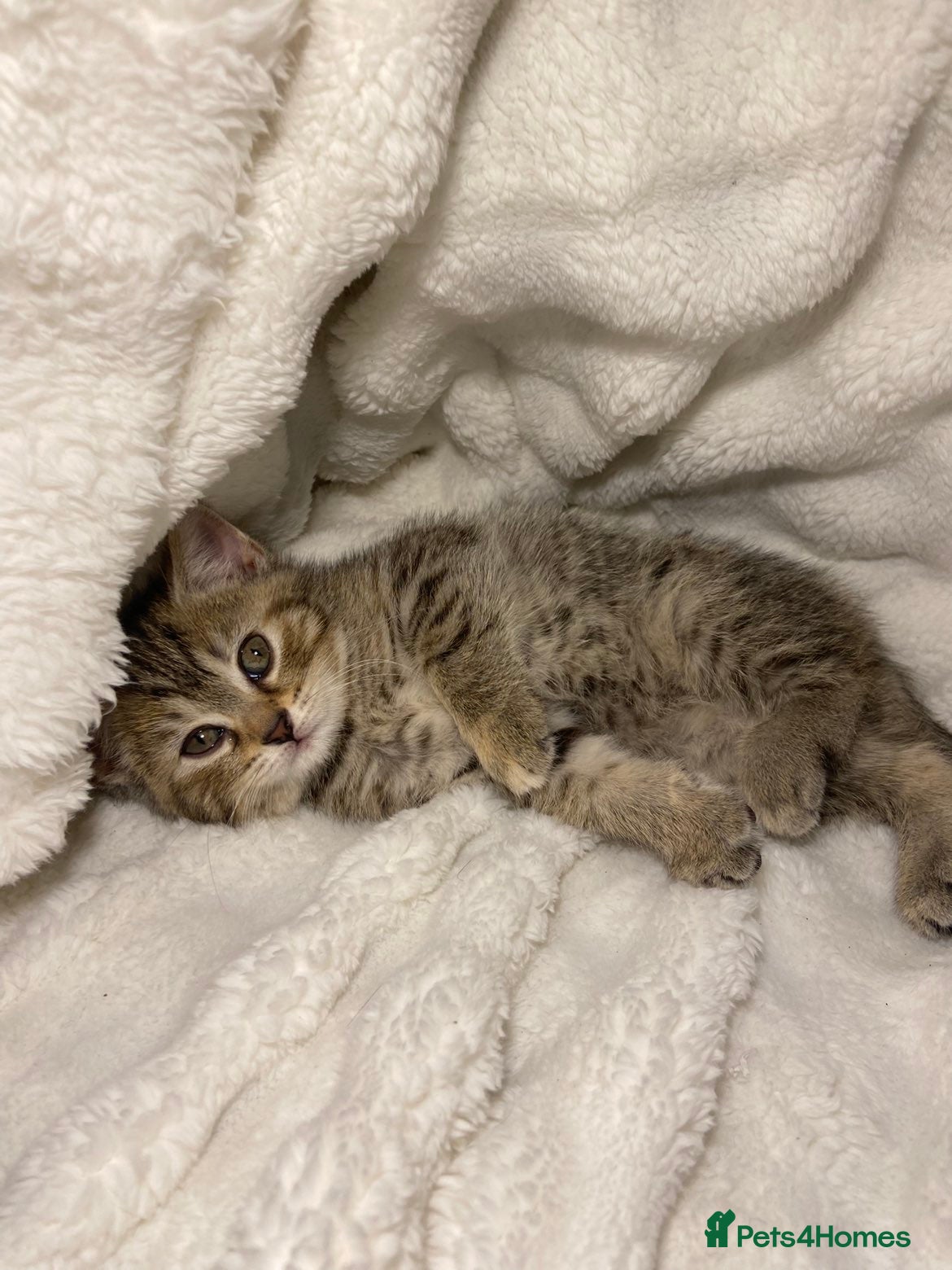 British Shorthair cats British Shorthair Adorable Kitten Ready Now - Advert 1