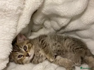 British Shorthair cats British Shorthair Adorable Kitten Ready Now - Advert 3