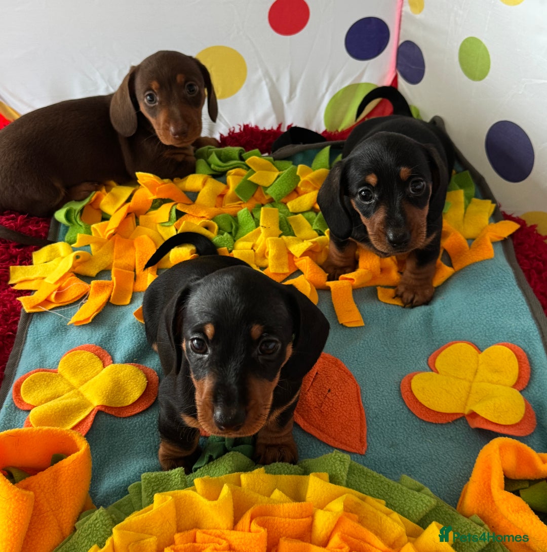 Dachshund dogs for sale: Mini dachshund puppies, PRA clear, health tested - Advert 38