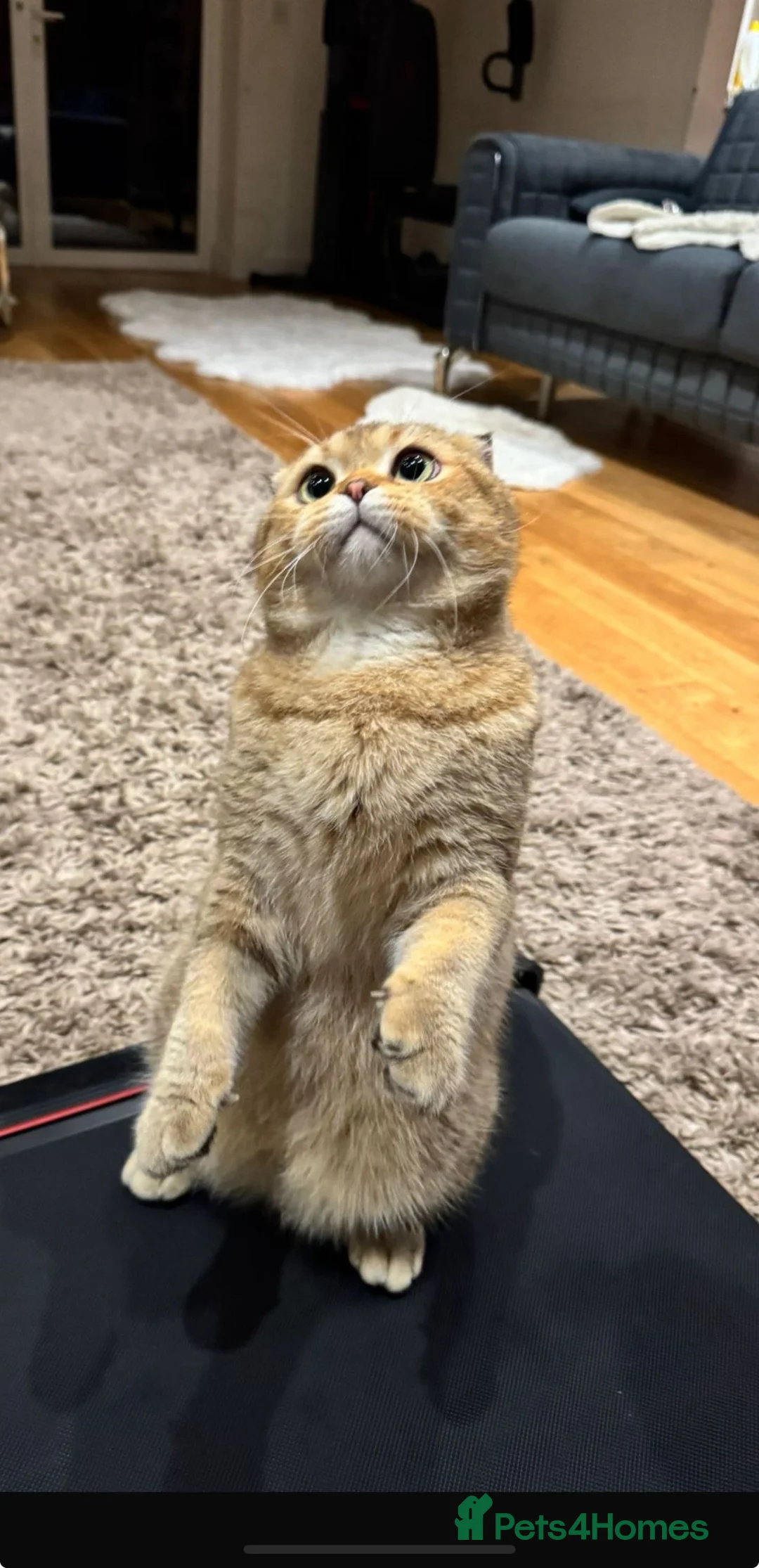 Scottish Fold cats for sale: Scottish fold for sale  - Advert 5