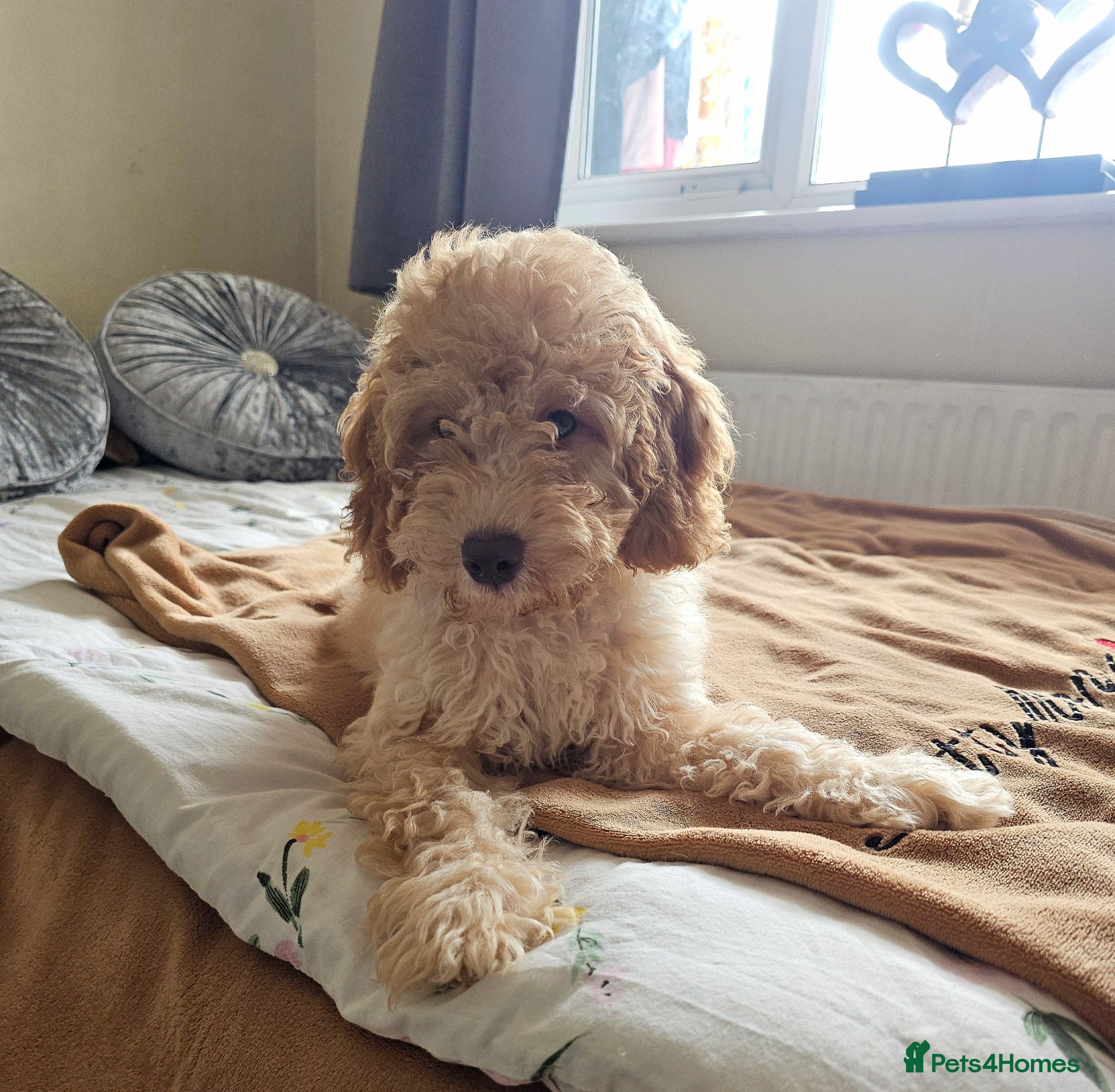 Cavapoo dogs Beautiful Cavapoo Puppies  - Advert 2