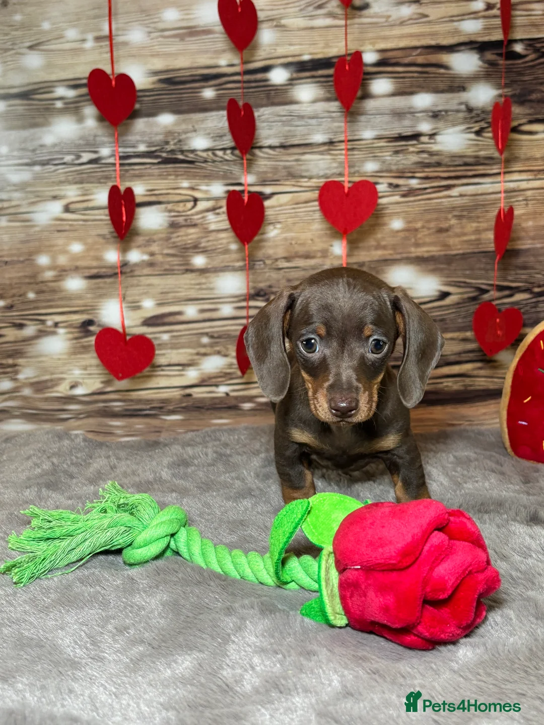 Miniature Dachshund dogs for sale: Outstanding tiny smooth coat dachshund  - Advert 3