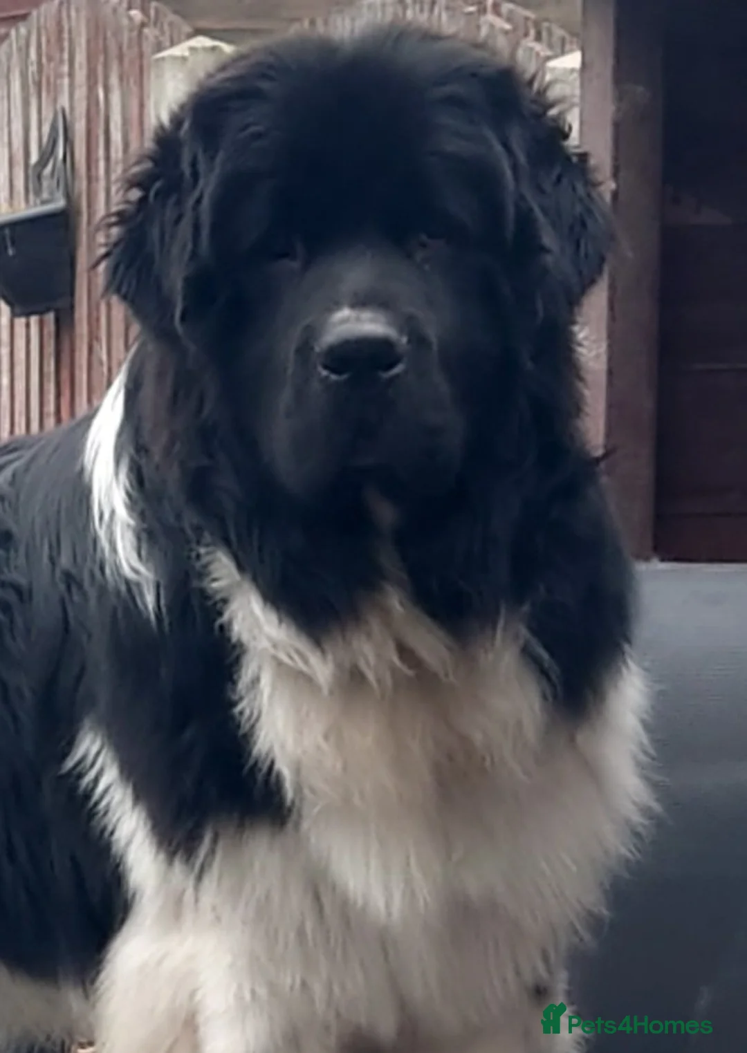 Newfoundland dogs for stud: KC registered health tested Landseer Newfoundland  in Ilkeston - Advert 18