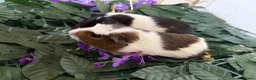 Guinea Pig rodents for sale: guinea pigs mixed sexes/ breeds  - Advert 3