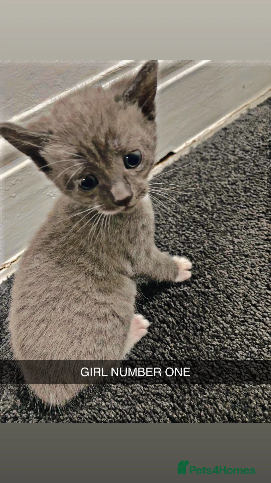 Mixed Breed cats for sale: FOR SALE  in Bradford - Advert 11