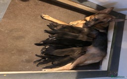 German Shepherd dogs for sale: German sheperd litter of 9 puppies  - Image 5
