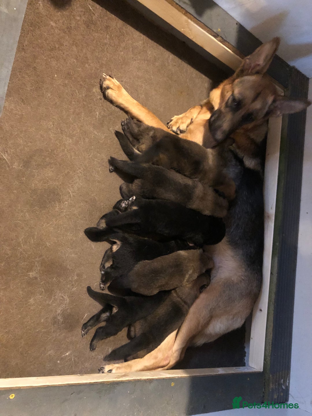 German Shepherd dogs for sale: German sheperd litter of 9 puppies  - Image 5