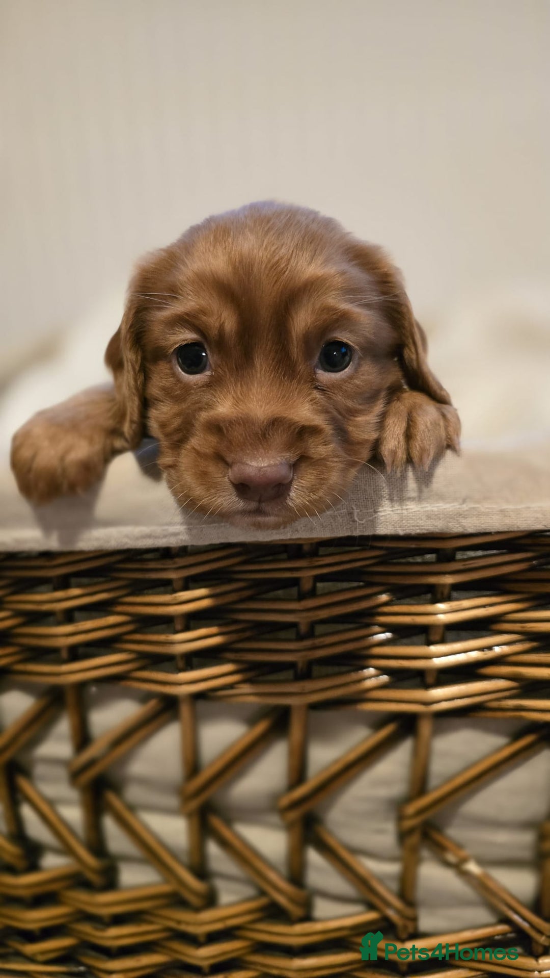 Cocker Spaniel dogs for sale: 3 beautiful working cocker spaniel pups  - Advert 12