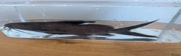 Catfish fish for sale: Synodontis Granulosus  in Great Yarmouth - Advert 1