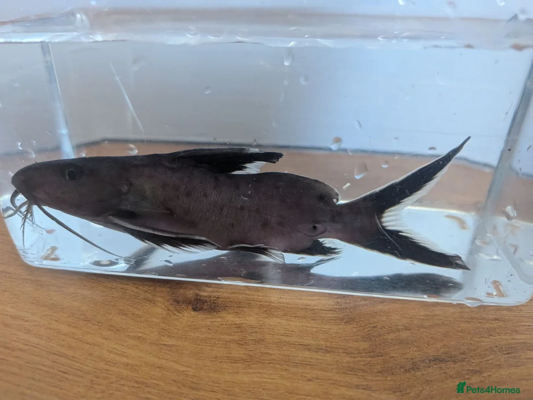 Catfish fish for sale: Synodontis Granulosus  in Great Yarmouth - Advert 1