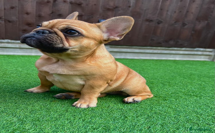 French Bulldog dogs - Advert 8