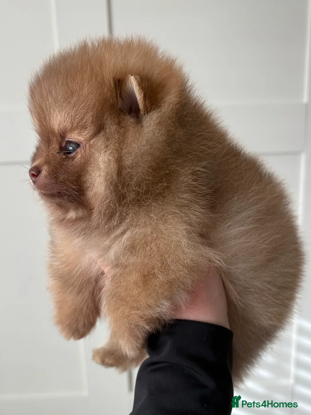 Pomeranian dogs for sale: True type Pomeranian puppy’s KC 🐾🤎🥰🤩🐾 - Advert 28