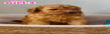 Cockapoo 6