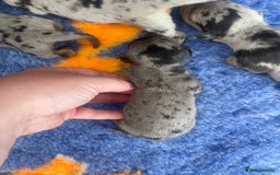 Miniature Dachshund dogs for sale: Pra clear mini smooth dachshund pups - Image 10