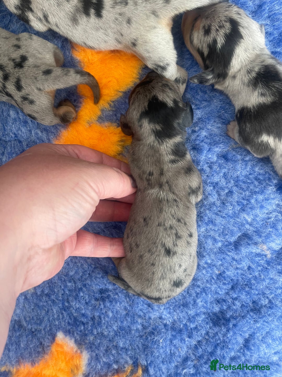 Miniature Dachshund dogs for sale: Pra clear mini smooth dachshund pups - Image 10