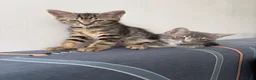 Mixed Breed cats for sale: Two Beautiful Female Tabby Kittens — Ready Now! - Advert 5
