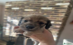 Miniature Dachshund dogs for sale: long haired miniature dachshund puppies - Image 10