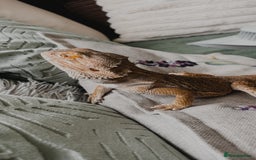 Bearded Dragon reptiles for sale: Male Bearded Dragon & Full Set Up - Image 1