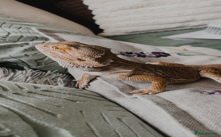 Bearded Dragon reptiles - Advert 1