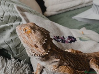 Bearded Dragon reptiles - Advert 37