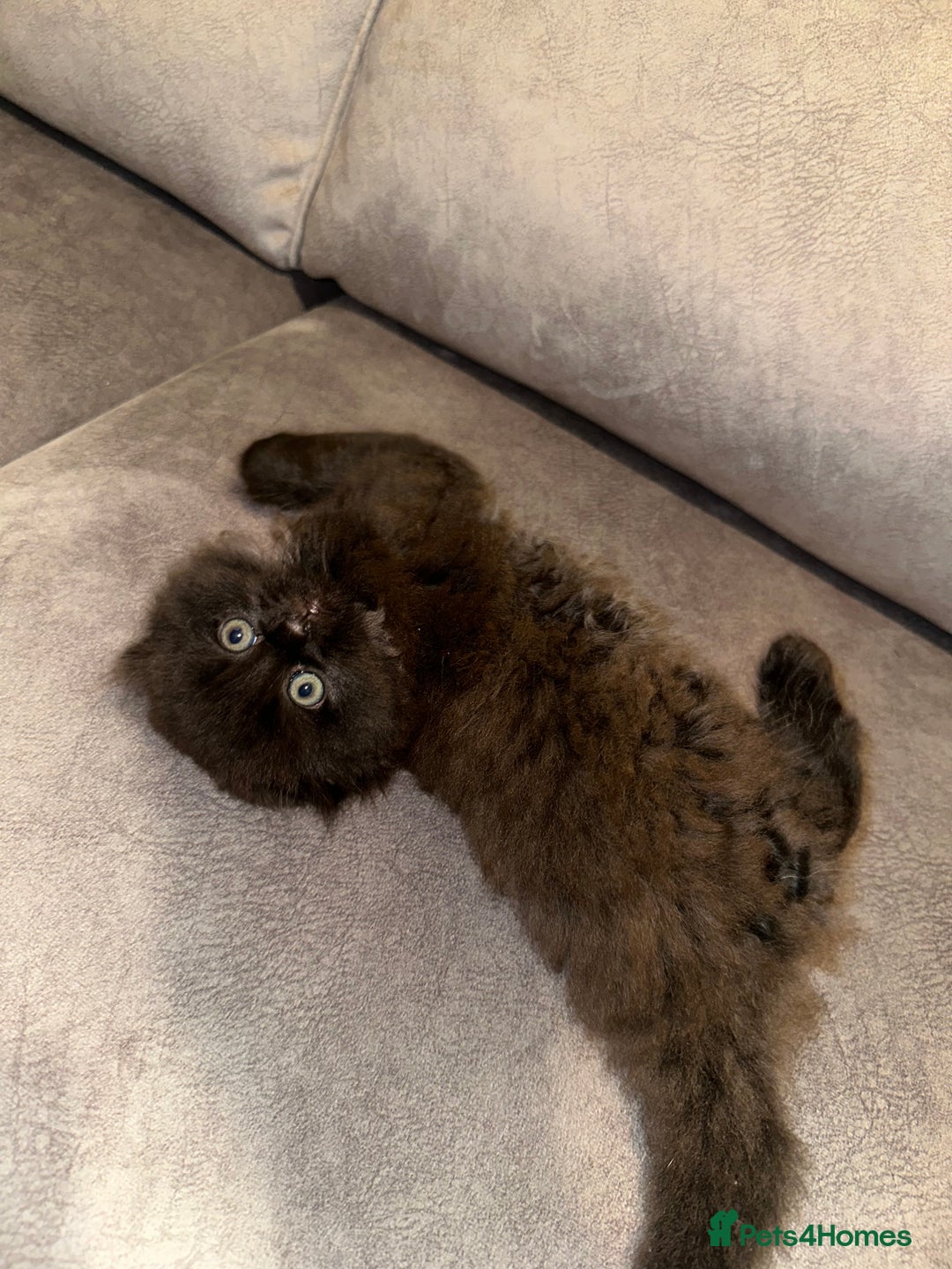 Scottish Fold cats for sale: Beautiful Scottish Fold/British Shorthair Kittens - Advert 13