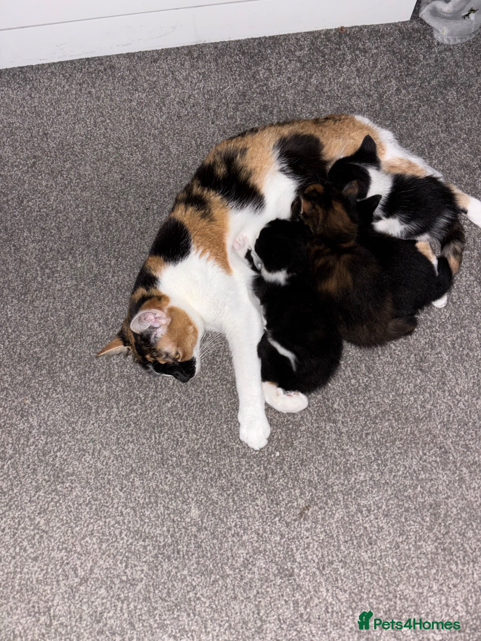 Mixed Breed cats Kittens  - Advert 1