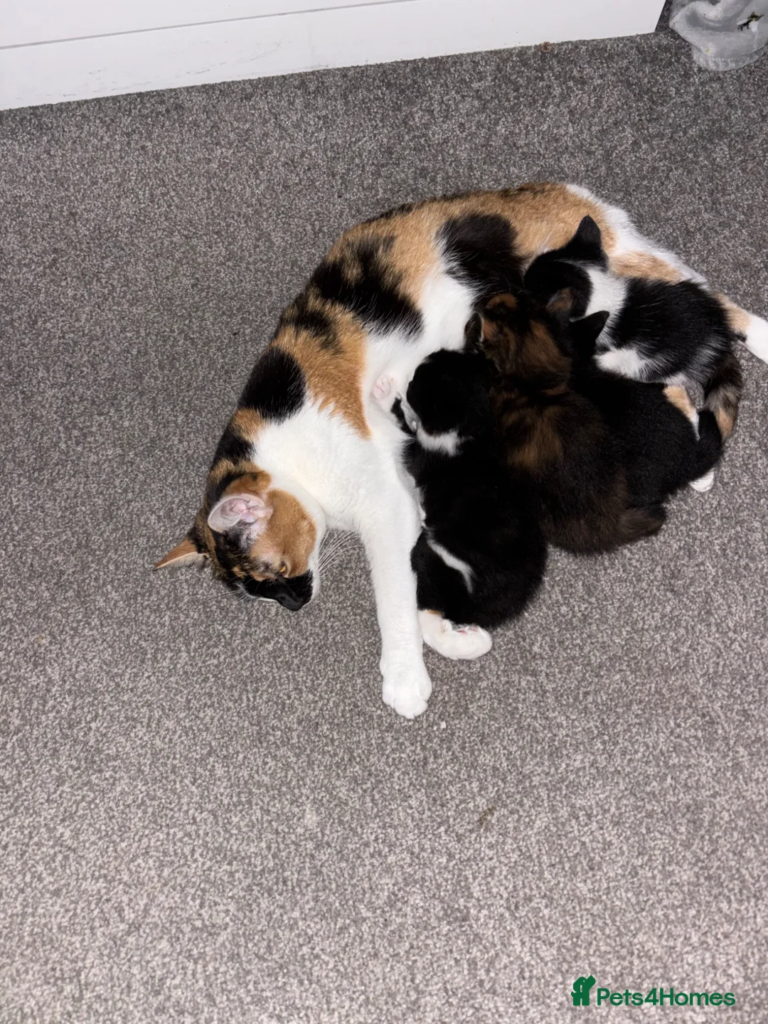 Mixed Breed cats for sale: Kittens  - Advert 1