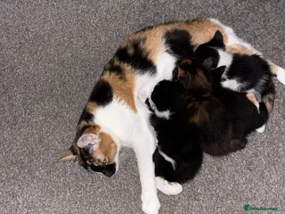 Mixed Breed cats Kittens - Advert 1