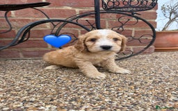 Cockapoo dogs for sale: Ready to leave Beautiful merle & gold  Cockapoos  - Image 14