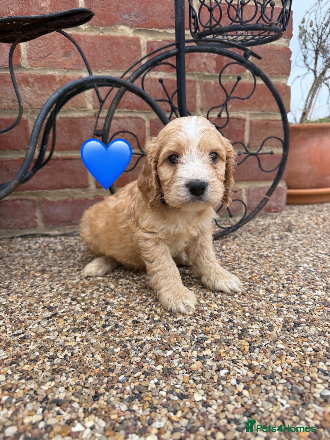 Cockapoo dogs for sale: Ready to leave Beautiful merle & gold  Cockapoos  - Image 14
