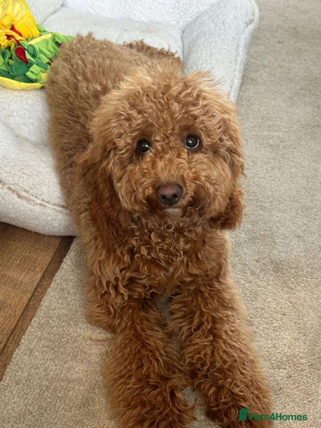 Cockapoo dogs for sale: Cockapoo  - Advert 2