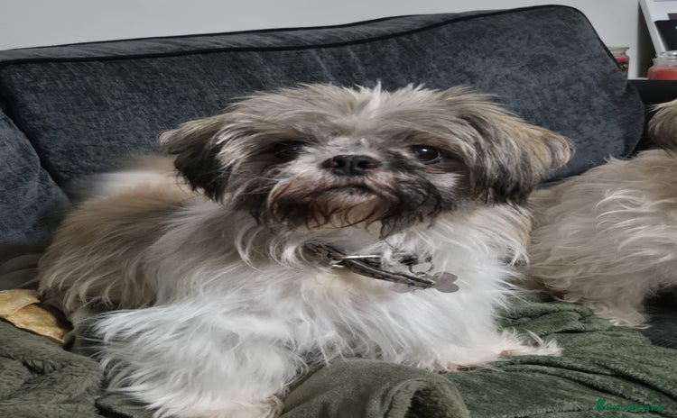 Shih Tzu dogs - Advert 1