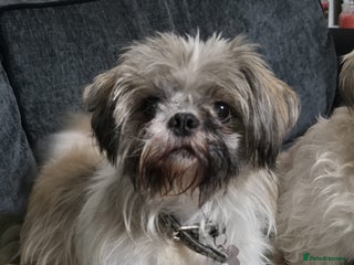 Shih Tzu dogs for sale - Advert 1
