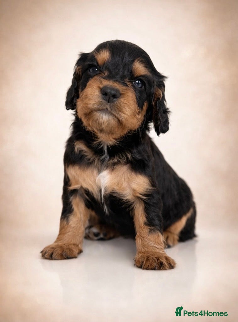 Cocker Spaniel dogs Working Cocker spaniels  - Advert 4