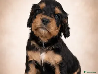 Cocker Spaniel dogs Working Cocker spaniels - Advert 4